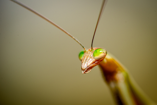 Close-up portrait of a green-eyed praying mantis. - Australian Stock Image