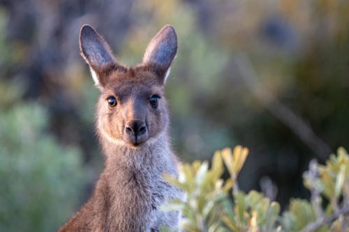 Close-up portrait of a kangaroo, alert and curious among soft-focus bushland - Australian Stock Image