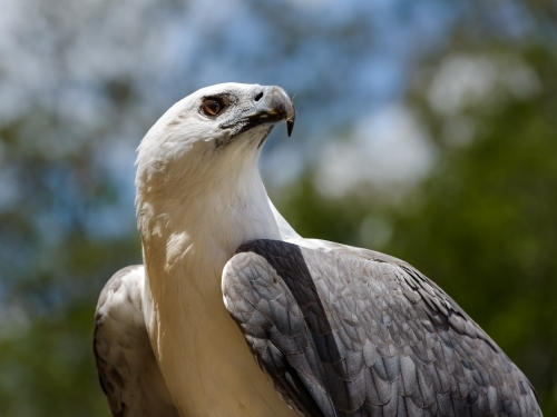 Close up portrait of a White-bellied Sea Eagle with blurred background - Australian Stock Image