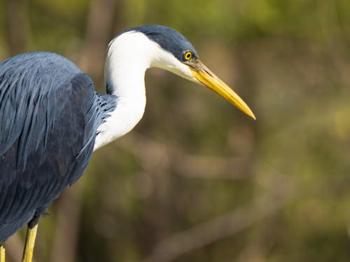 Close-up portrait of Australian white-necked heron displaying detailed blue-grey and white plumage - Australian Stock Image