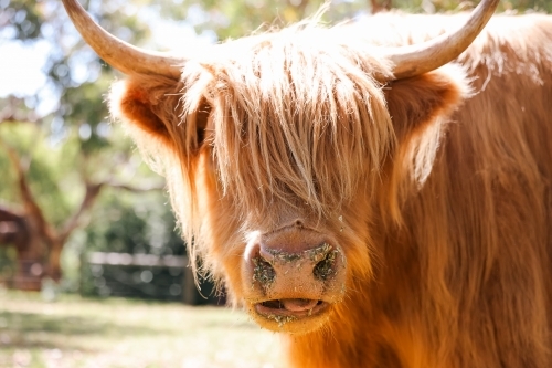 Close up portrait of highland cow standing in paddock - Australian Stock Image