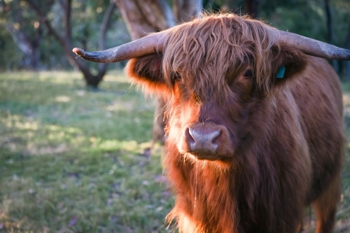 Close up portrait of highland cow standing in paddock - Australian Stock Image