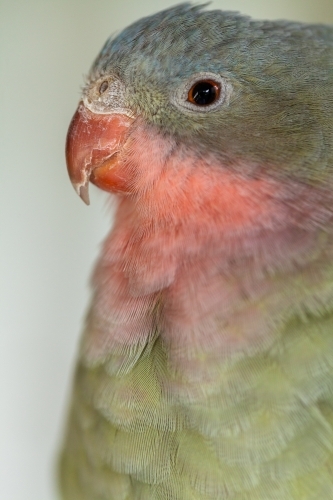 Close up portrait of pet princess parrot - Australian Stock Image