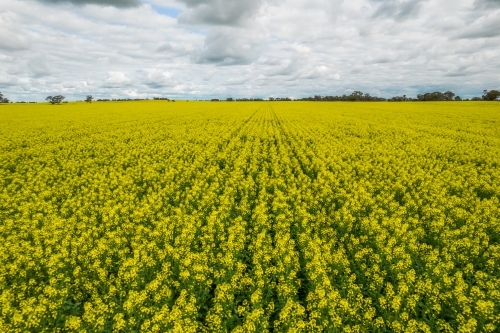 close up shot of a big canola paddock with yellow flowers on a cloudy day - Australian Stock Image