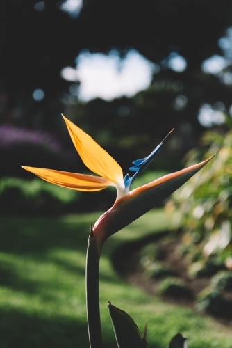 Close up shot of a Bird of paradise flower - Australian Stock Image