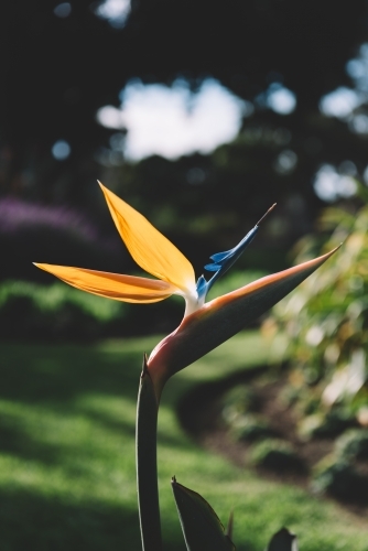 Close up shot of a Bird of paradise flower