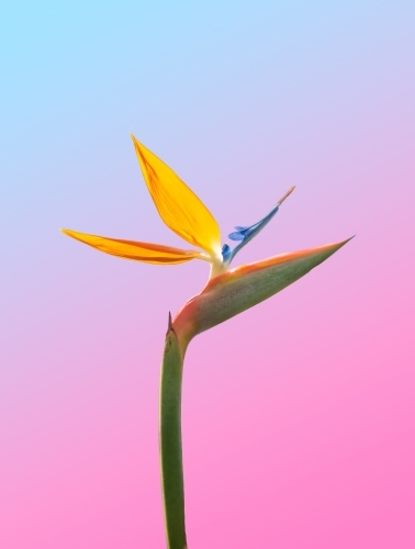 Close up shot of a Bird of paradise flower in colorful background