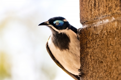 Close up shot of a Blue-faced honeyeater - Australian Stock Image