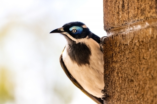Close up shot of a Blue-faced honeyeater