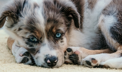Close up shot of a border collie puppy