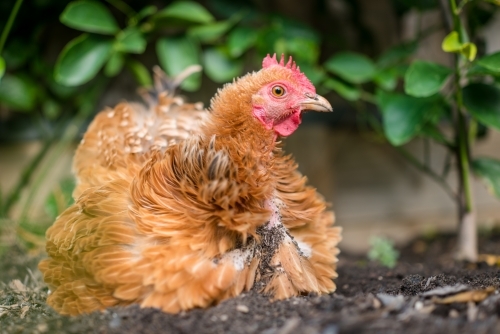Close up shot of a brown with white chicken sitting in the garden - Australian Stock Image