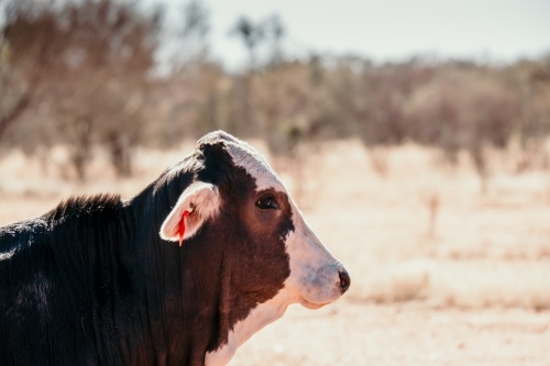 Close up shot of a cow in a field