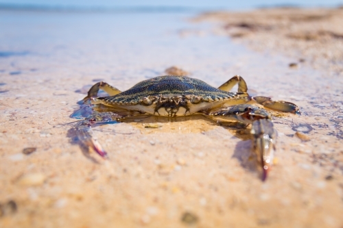 Close up shot of a crab on the sand at the water's edge