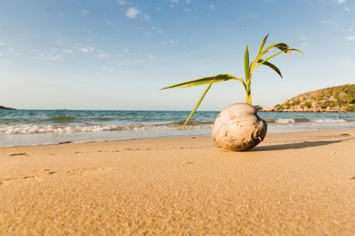 Close up shot of a dry coconut in a beach with a sprout in it