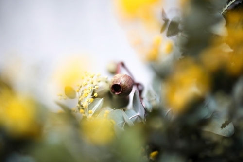 Close up shot of a eucalyptus nut with yellow flowers - Australian Stock Image