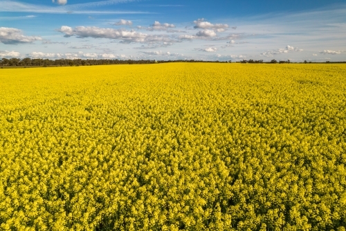 close up shot of a field with yellow canola flowers on a sunny day with blue skies - Australian Stock Image