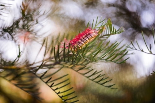 close up shot of a grevillea red hook - Australian Stock Image