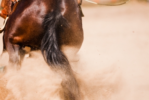 Close up shot of a horse back galloping away in the sand