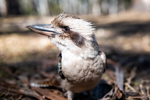 Close up shot of a kookaburra