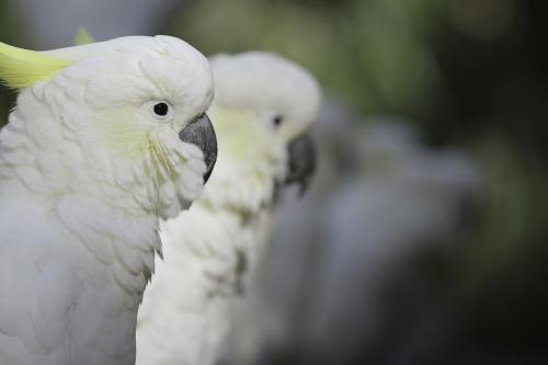 Close up shot of a line of sulphur crested cockatoos