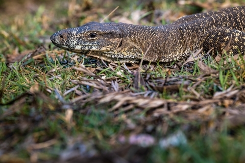 Close up shot of a Monitor lizard on the grass