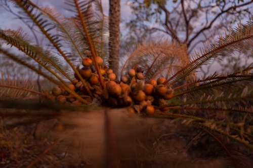 Close up shot of Cycad and its seeds. - Australian Stock Image