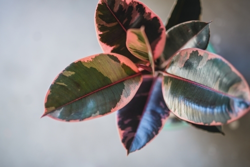 Close up shot of a pink and green leaf plant - Australian Stock Image