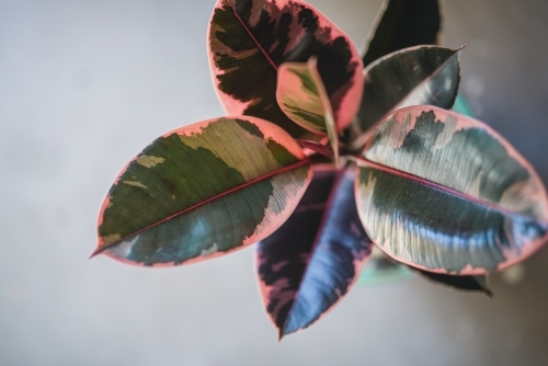 Close up shot of a pink and green leaf plant