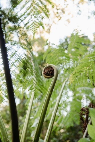 Close up shot of a plant about to unfurl