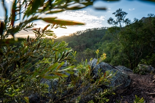 Close up shot of a plant by the mountain - Australian Stock Image