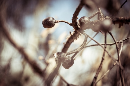 Close up shot of a plant flower - Australian Stock Image
