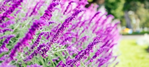 Close up shot of a purple plant