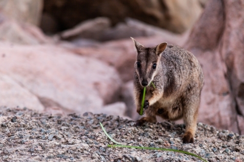 close up shot of a rock wallaby standing on a rock eating a leaf - Australian Stock Image