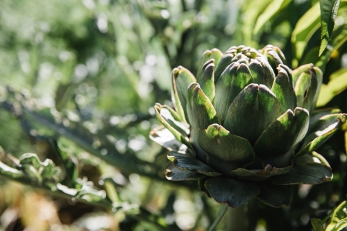 Close up shot of a round cactus, cabbage shaped plant in sunlight