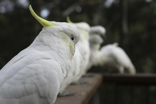 Close up shot of a row of sulphur crested cockatoos