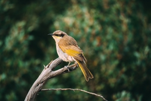 Close up shot of a singing honeyeater bird sitting on a tree branch - Australian Stock Image