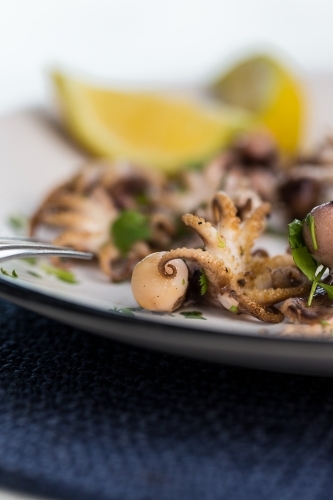 Close up shot of a small octopus in a white plate  and blue table mat with a blurry background - Australian Stock Image