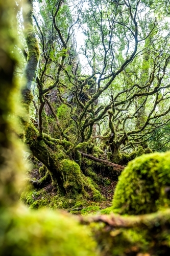 Close up shot of a tropical rainforest - Australian Stock Image