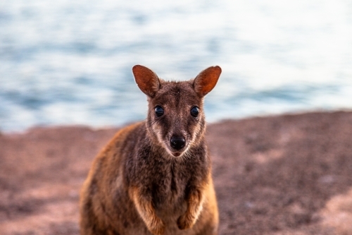 close up shot of a wallaby standing on a rock looking at the camera