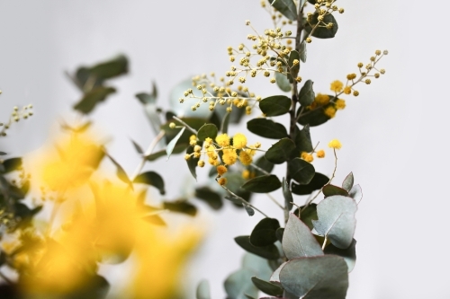 Close up shot of a wattle plant - Australian Stock Image