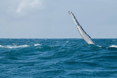 Close up shot of a whale fin in the ocean - Australian Stock Image