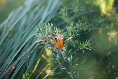close up shot of a yellow wild flower on the Newcastle coastline - Australian Stock Image