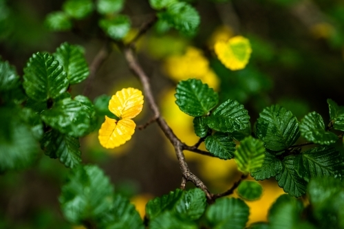 Close up shot of an outdoor plant with green and yellow leaves - Australian Stock Image