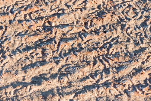 close up shot of animal tracks in beach sand