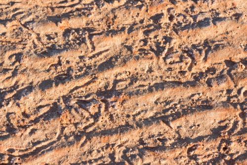 Close up shot of animal tracks in beach sand - Australian Stock Image