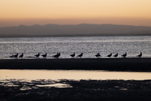 Close up shot of birds on beach shore at sunset - Australian Stock Image