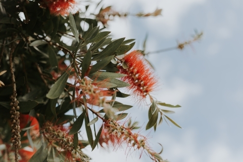 close up shot of bottlebrushes at day time - Australian Stock Image