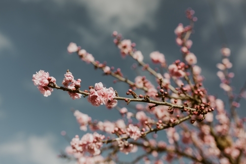 Close up shot of cherry blossoms - Australian Stock Image