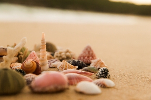 Close up shot of different shells with different sizes and colors on the sand - Australian Stock Image
