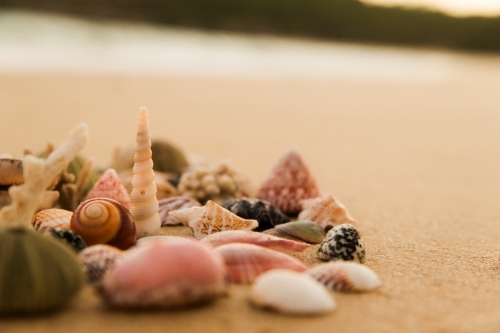 Close up shot of different shells with different sizes and colors on the sand